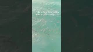 Fishing Spot Aldrich Bay Promenade - Hongkong #alive #shorts