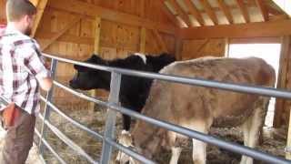 Licked By A Cow
