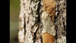 Help protect our trees from Gypsy Moths