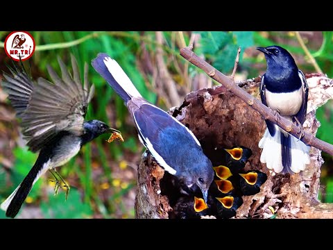Video Chim Chích Chòe Than Nuôi Con Trong Bọng Cây | reup - youtube