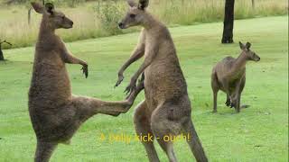Brutal kangaroo fight in our yard by Minda2022 1,183 views 1 month ago 58 seconds