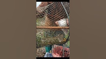 Thăm Lờ Dính Cá Thác Lác Ruộng #shorts #bắtCáThácLác