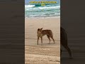 El perro que NUNCA ladra: El Dingo Australiano 🇦🇺💀