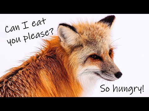 ASMR **V**  Fox Wife Roleplay - I am hungry [REQUESTED]