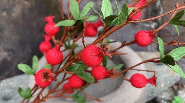ABC TV | How To Make Mini Pomegranate Branch With Crepe Paper - Craft Tutorial
