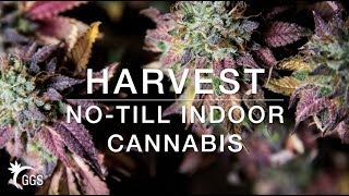 OFFICIAL STRAIN NAMING VIDEO: Pink Kush x Blueberry (Living Organic) Harvest & Planting a NEW STRAIN