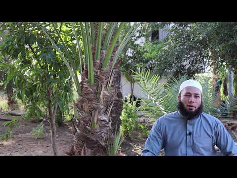 تفسير الرطب في المنام للشيخ أحمد عبد الحافظ