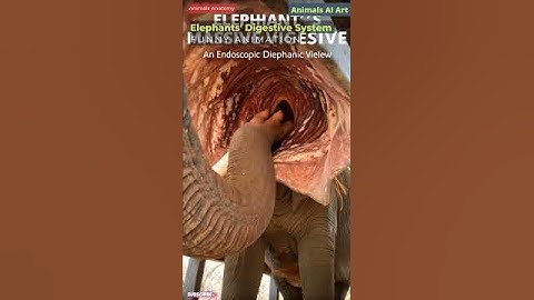 Elephant Digestive System Animation | Animal Anatomy | Animals AI Art | 19