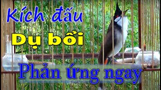 Chào Mào Kích Bổi Nhanh Ra Giọng | Kích Chào Mào Hót Đấu + Chào Mào Kích Trống Hót Căng Lửa/chao mao