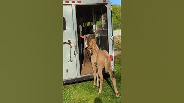 teach trailer loading early #horseofyourdreams #aqha #ultimatetrailhorse ##trailerloading