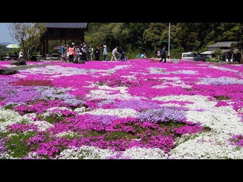志田フラワー園の芝桜（2018.04.12撮影）