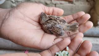 Sparrow Baby Birds Fall From Nest How To Save Baby Sparrow