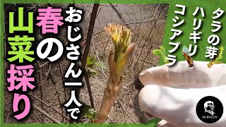 【祝】タラの芽シーズン開幕！山菜採り&天然イワナ釣りを大満喫してきました！