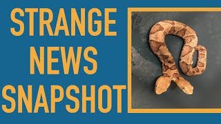 Two-Headed Snake Cant Stop Fighting Itself