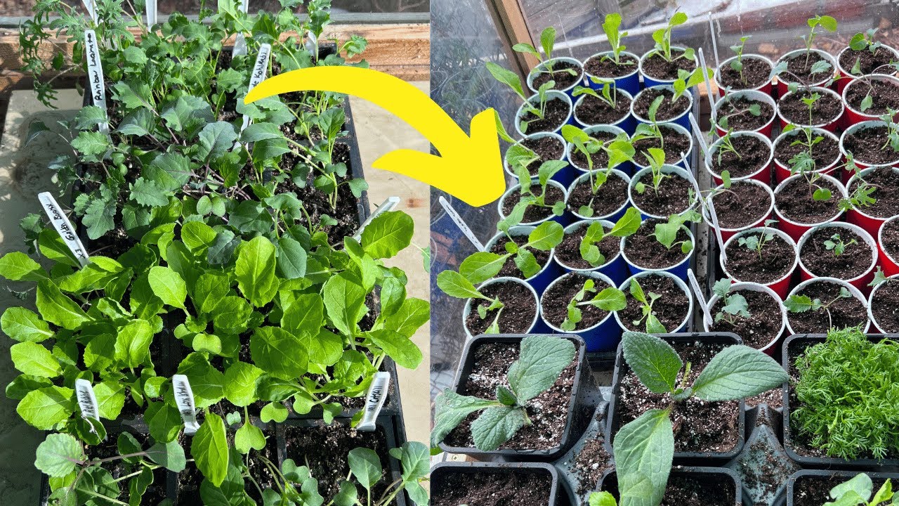 Why It's Time To Up Pot Seedlings (aka Potting Up or Transplanting)