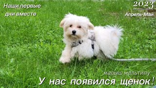 Встречайте, Уинстон! Первые Дни Щенка Дома, Сон, Прогулки, Переезд 🐕