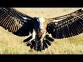 Munir Virani: Why I love vultures