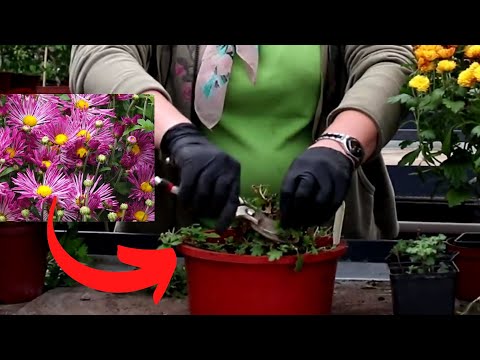 Video: Lulja me batanije nuk do të lulëzojë: arsyet pse nuk ka lule në bimët Gaillardia