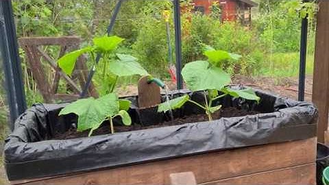 Greenhouse Robotics - Five Minutes into the Future