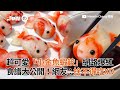 「小金魚蝦餃」網路爆紅公開食譜！網友：捨不得吃XD｜料理｜教學｜DIY