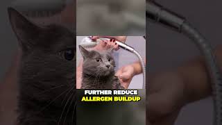 Secrets to a Healthy and Allergen Free Russian Blue Grooming Tips #shorts #russianblue #catlover