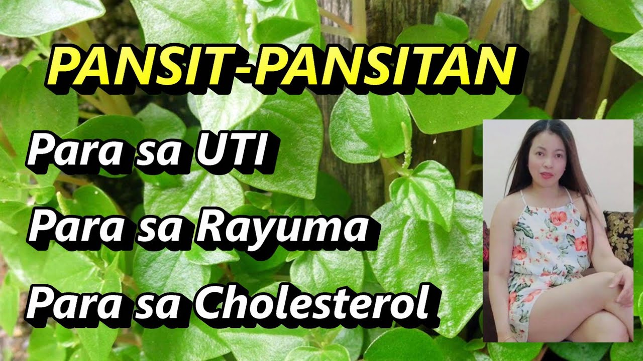 Pansit Pansitan Plant