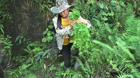 Giới Thiệu Loại Rau Rừng Ít Người Biết Ăn / Đời Sống Dân Tộc