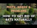 How to Get Rid of Bats Naturally