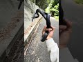 道の端になんか落ちてた #shorts