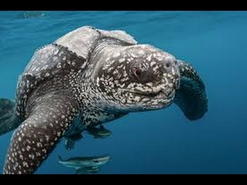 sea of thieves Sea Turtles Documentary HD - THE LIFE OF GIANT TORTOISE & TURTLES