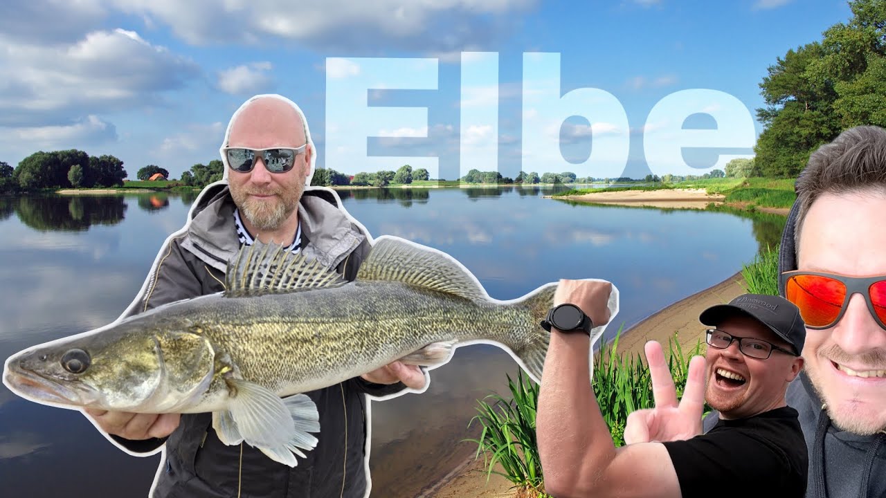 Zanderangeln in der Elbe mit tollen Fischen