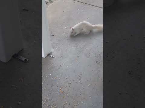 Another video of the White Squirrel!  (2026) #shorts #drockingfish