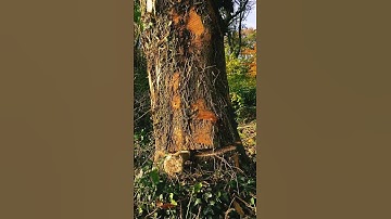 Thumbnail of Felling Ash Trees with the die back disease. The epic sound of wood snapping 😃👊🏽👏🏾🪵
