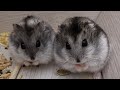 Project Hamster - test. Проект Хомяк - испытание