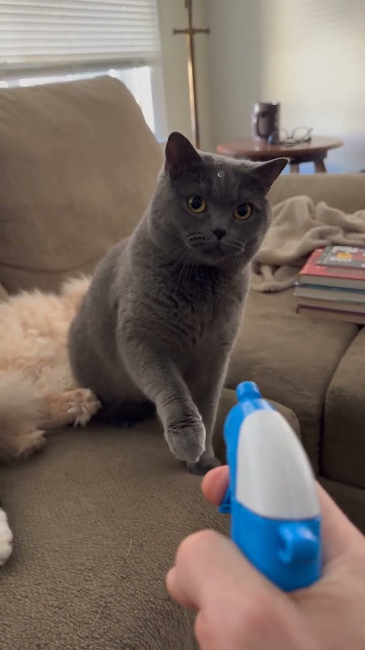 This Cat REALLY Wanted to Be Next 😂