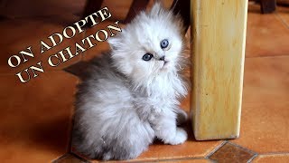 Vlog On adopte un chaton  Yuna persan de 11 semaines