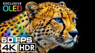 JAW-DROPPING 4K HDR Ultra HD | OLED Dolby Vision – Ultra-Realistic Visual Experience