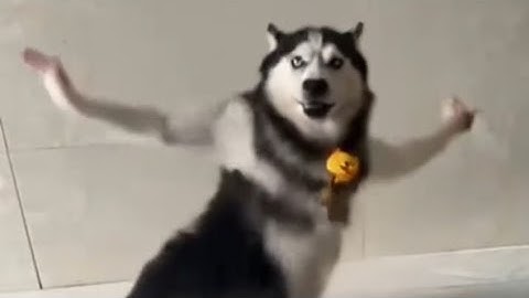 Ai Husky Dancing Meme Template | Download Link In Comments 🔗