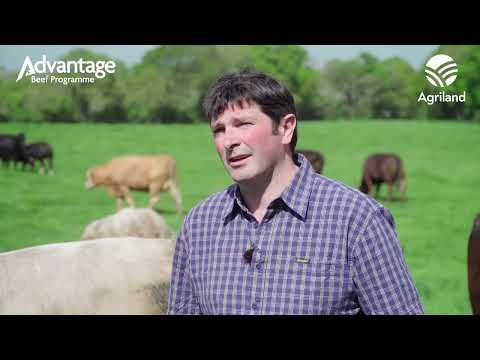 See how this Kilkenny-based suckler farmer is adding €8,000 to his cattle sales every year