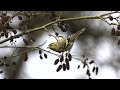 Sijs ♂ (Eurasian siskin, Spinus spinus) - march 4