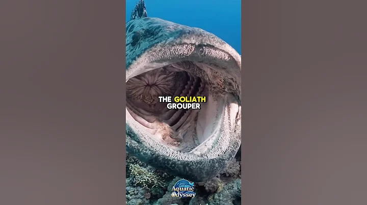 The Goliath Grouper — King of the Reef 🐟👑 #goliathgrouper  #aquaticodyssey  #Shorts