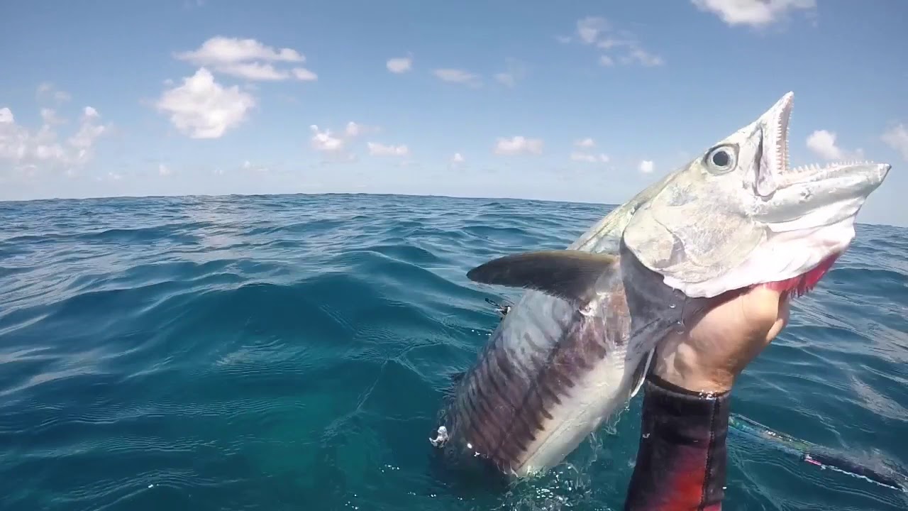 Dogtooth tuna and Spanish mackerel YouTube