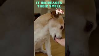 Why Puppy Licks Mommy Before Going To Sleep