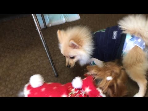 【貴重映像】犬見知りの愛犬が他の犬を追いかけ回す、信じられない動画が出てきました…笑【音量注意】【子犬時代】