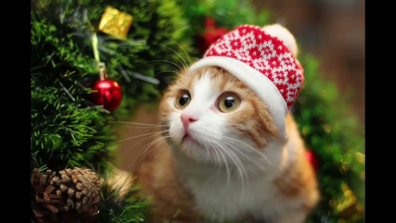 Снеговик красивый. Кот новый год. Новогодние картинки. Какое нибудь новогоднее. Котик в новогодней шапочке.