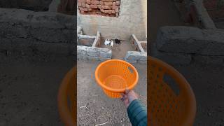 😍😍  #shorts #shortsfeed #trending #viral #rabbit #babyrabbit #newborn #pets #vlog