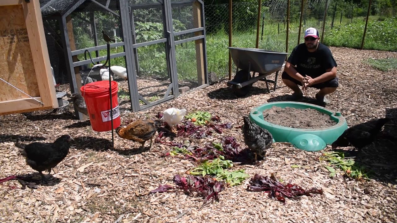 Quick & Cheap food you can easily grow for your Chickens in your yard YouTube