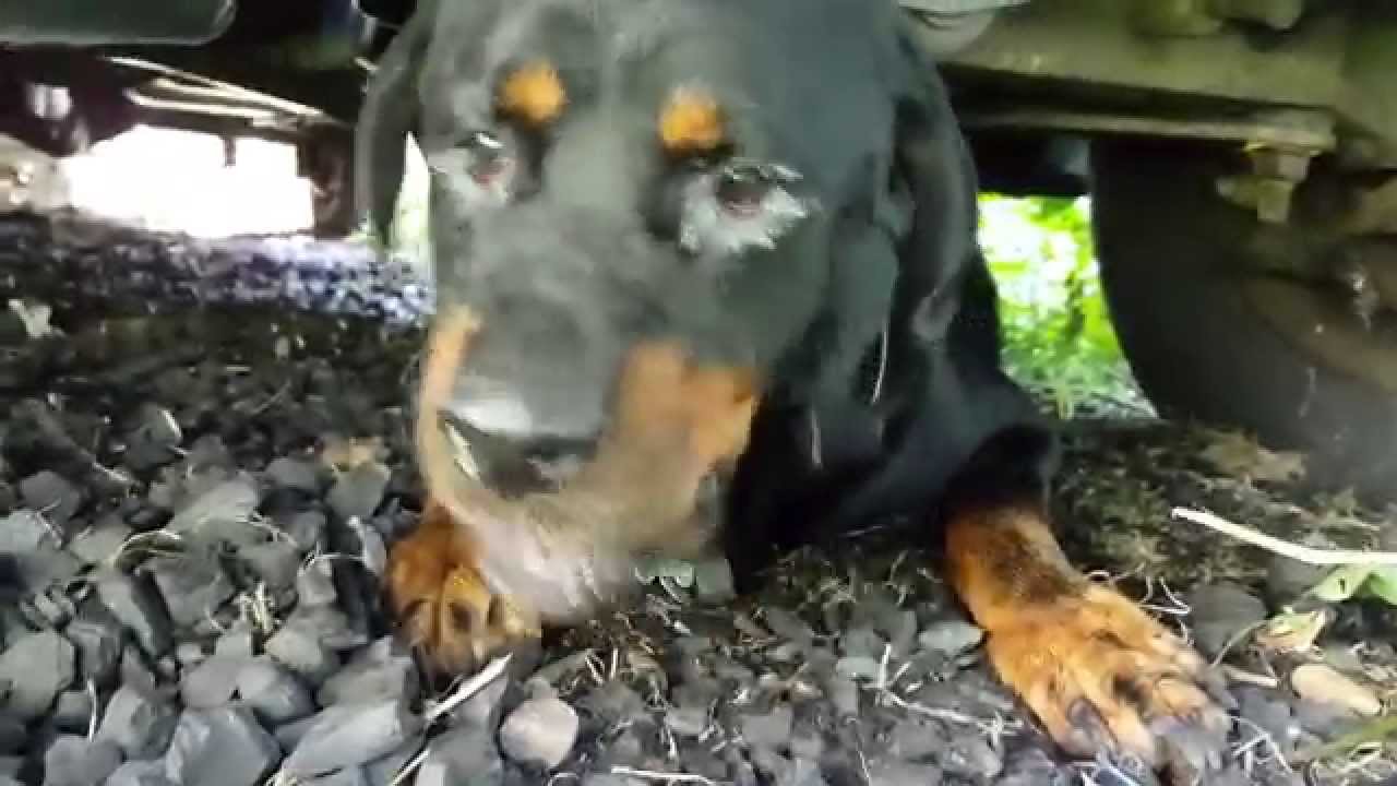 Hand feeding scared stray rottweiler dog that needs medical attention ...