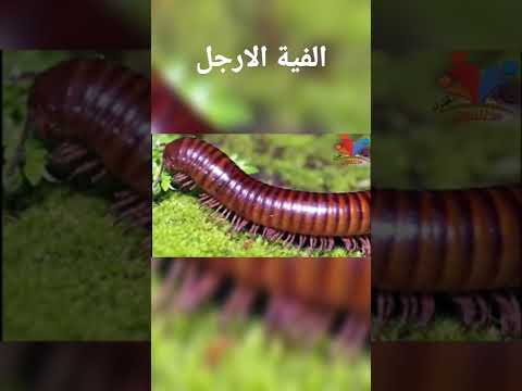 حشرة الفية الارجل احذر منها