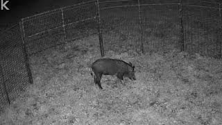One very Wild Boar ! Relocating this Wild Hog!